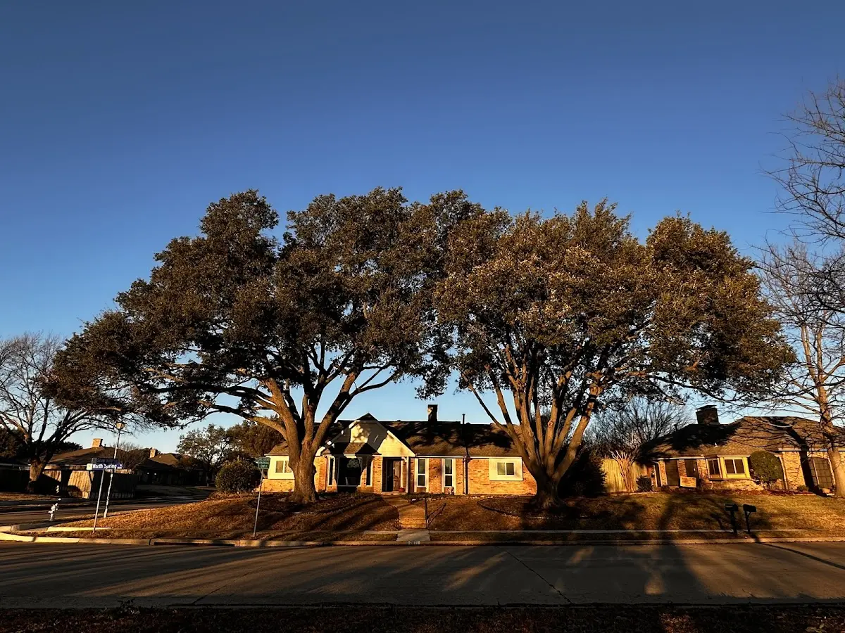 Established residential canopy tree shading a home in Scottville